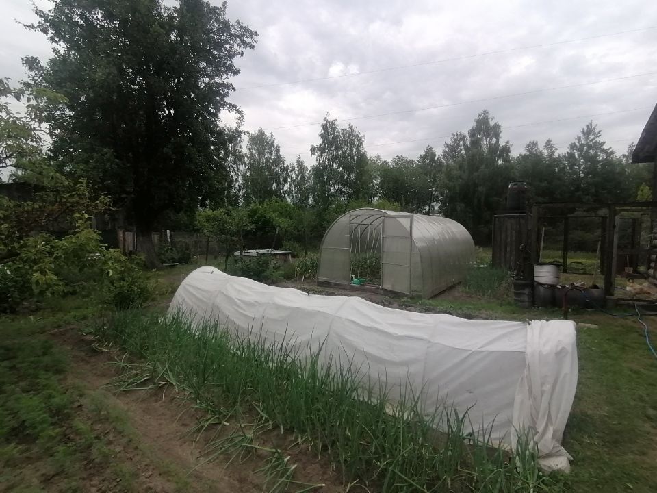 Соседи крутили у виска, но в итоге делают так же: пакет с водой поможет урожаю лучше любых химикатов