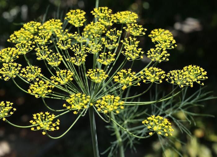 Секреты свежего укропа: как добиться сочной зелени без зонтиков