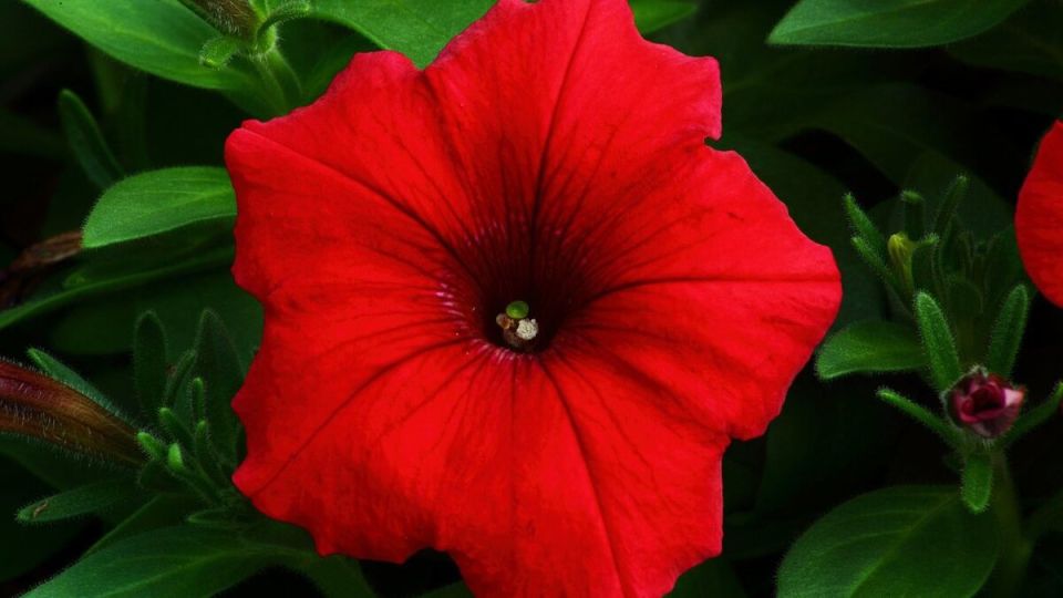 Воздушная пена на листьях петуний: причины и решения