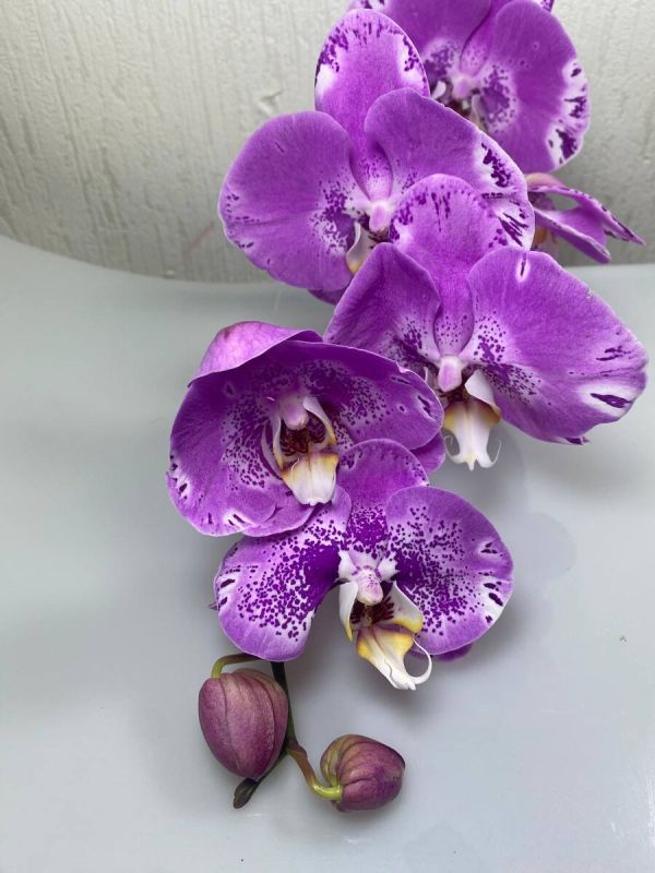 Проблемы с корнями орхидей: что делать?