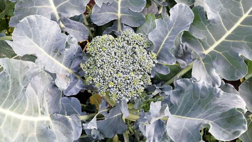 Простой и вкусный рецепт блюда с брокколи: готовим за считанные минуты