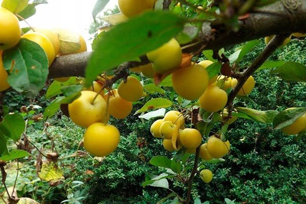 Сладкая находка для вашего сада: яблоня сорта Медовая