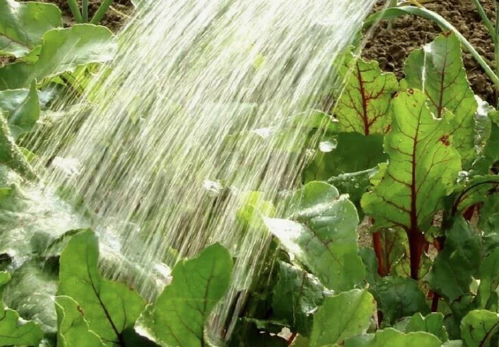 Как правильно поливать морковь и свеклу, чтобы получить сладкий и сочный урожай