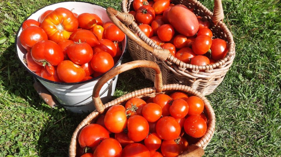 Почему старые сорта томатов снова в моде: вернуться к проверенной классике