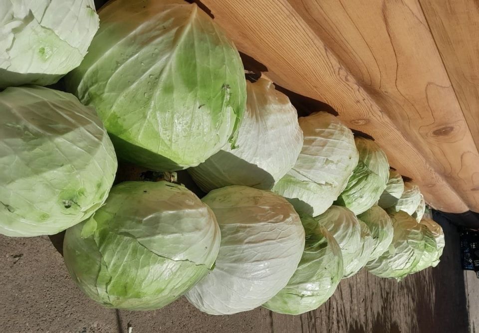 Овощи без химии: секреты успешного органического выращивания