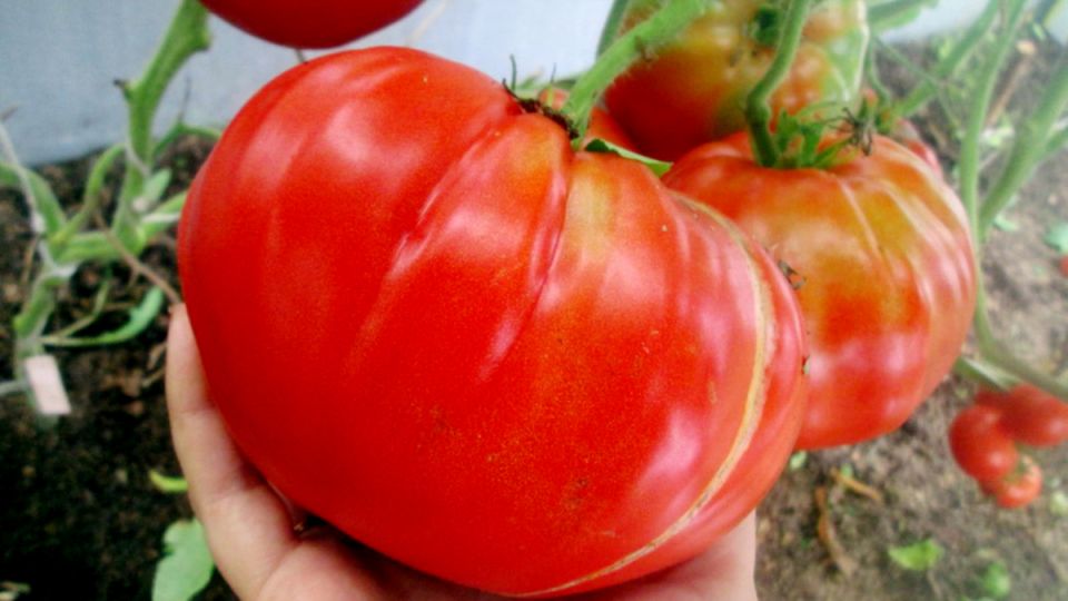 ������ �� ������: �������� ��� ���� 7 ������ �������� ������ ��� ������ �������