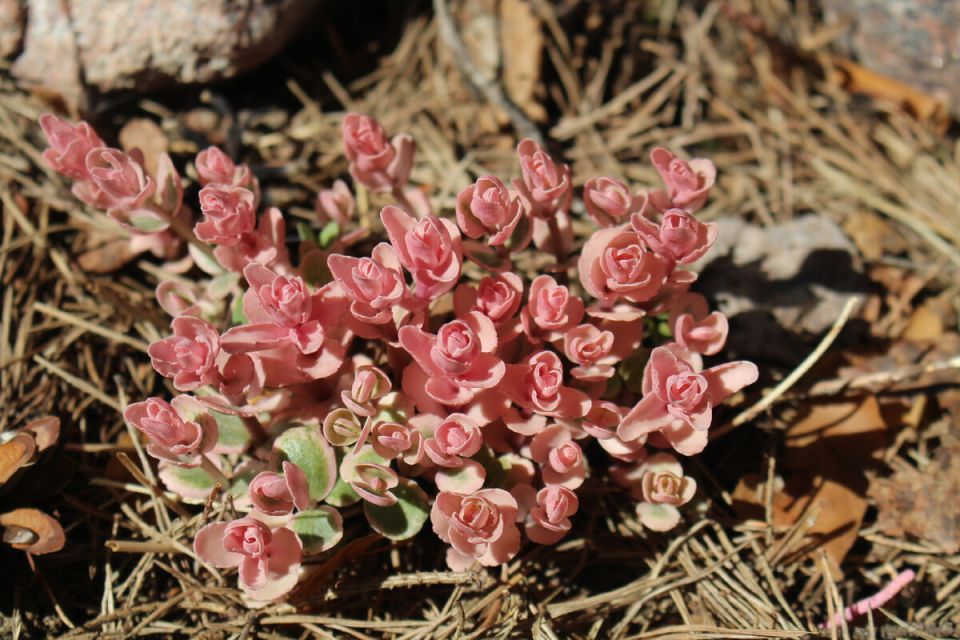 Очарование очитка 'Pinky'