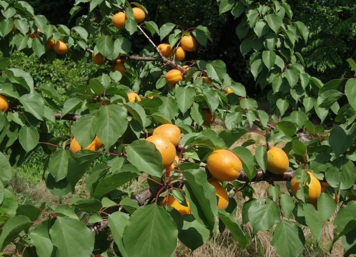 Что делать с абрикосами, покрытыми коричневыми пятнами?