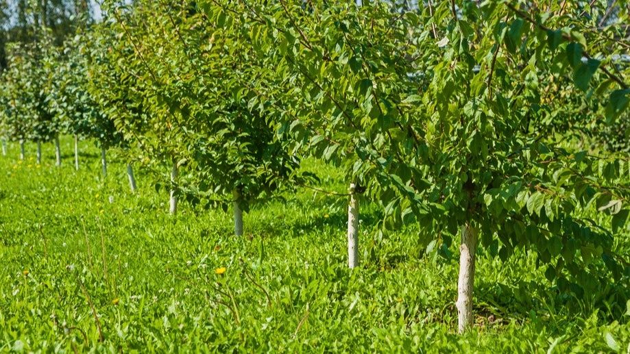 Как подготовить сад к зиме: эффективные приемы обработки в октябре