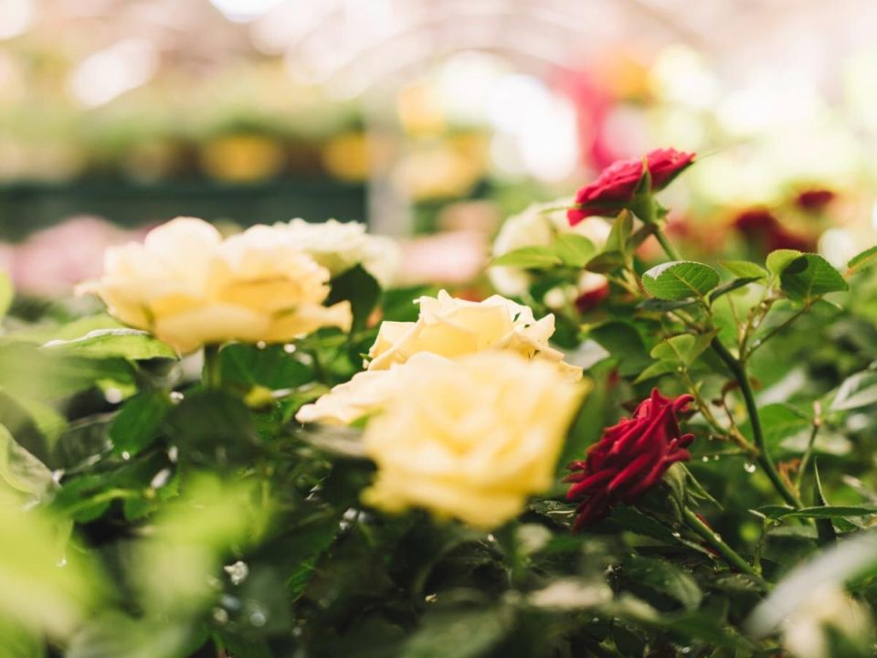 ������ ��� ���: ������ �� ������� � ���������� � ����