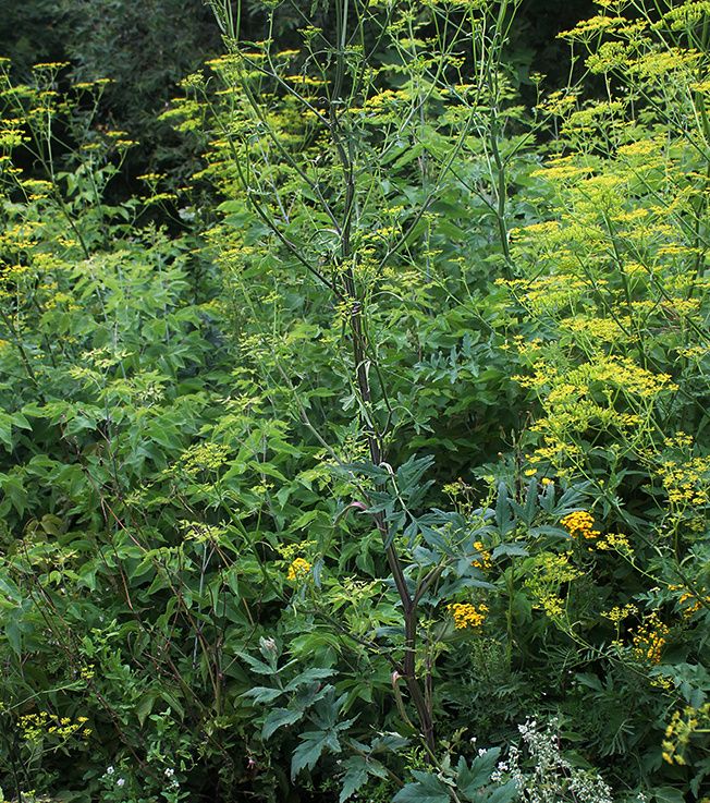 ����������� �����������: ������� ��������� � ��� ������� ������