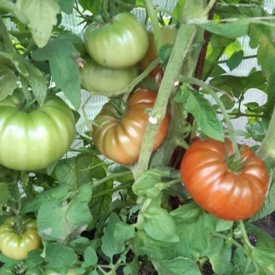 ������� �����: ������ ����� ������� � ���������� ���������� ������