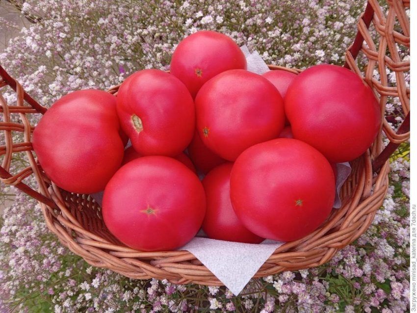 Томат Тарпан: идеальный выбор для Ваших салатов и консервов