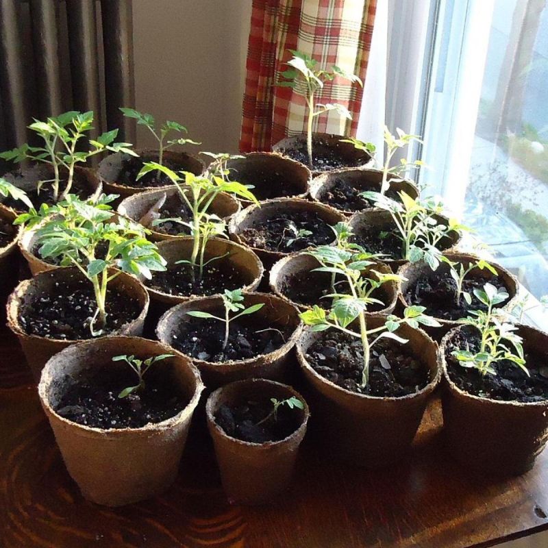 ��� ��������� ������������� ������� ���������: ������ �� ����� � ����������