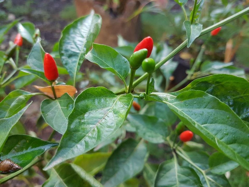 Как перец мстит за повторную посадку: неожиданные последствия для почвы