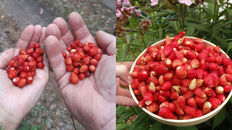 Как чеканка земляники меняет старые грядки: секреты успешного урожая