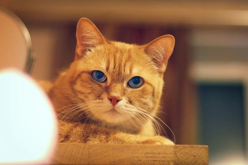 ��� ������� ���� ���������� �� ����: ������� ������������ �� ��������