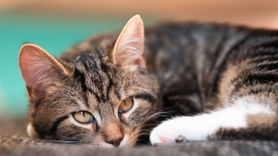 ����� ����� ��������� ��� �������: ����� ���������� ������ ������� �� �����