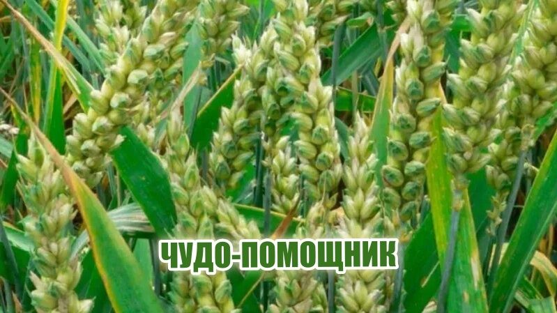 Удивительный парадокс ржи: враг и защитник одновременно