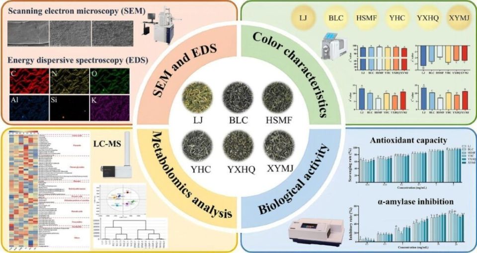 Форма чаинок зеленого чая и его полезные свойства