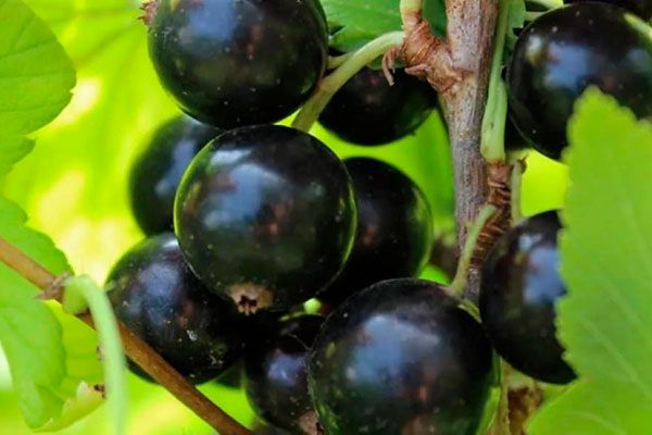 ������ ��������� ���� �������: ������������ ���� ��� ������ ����