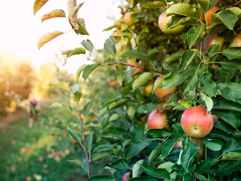 ������� ������� ����: ��� ���������� ������� � ������