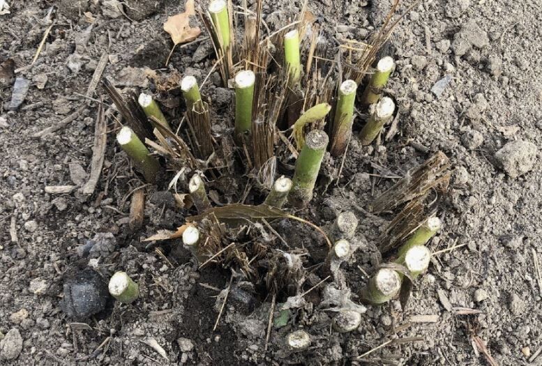 ��� ��������� ����������� ����� � ����: ������� ����������� �������