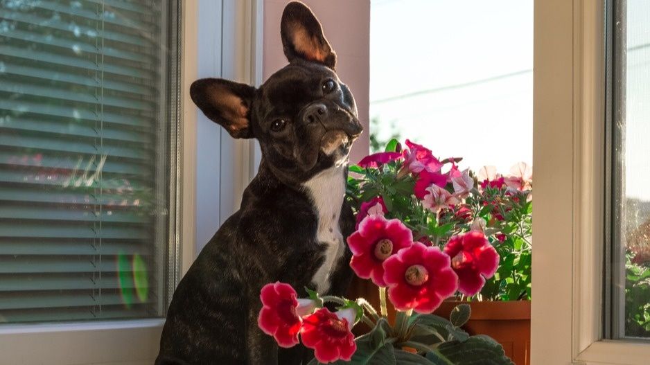 ����������� ���������: ������� �������� � ����� ������