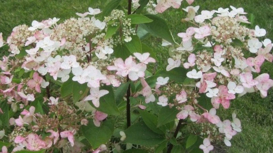 ��� ��������� ������������� ����������� ��������� ��� ������� ��������