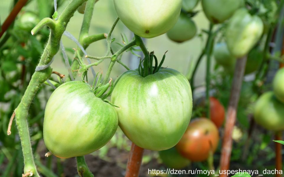 ����� ��������: ����������� ���� � �������� ������� � ������������ ������