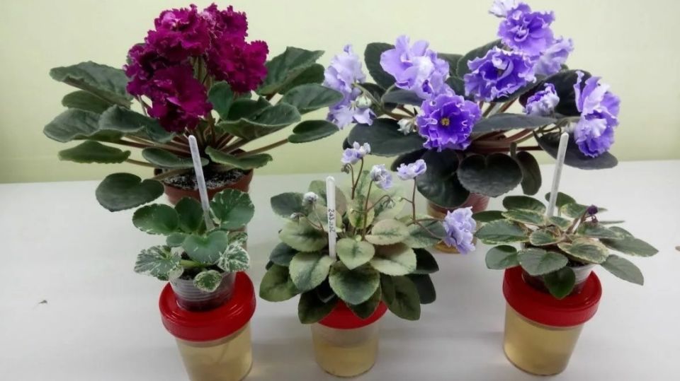 ��� ��������� ����� ������� ������ �� ������ � ��������� ����