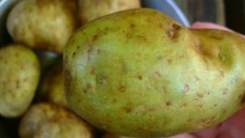 Закладываю зеленый картофель на хранение в темноте: 5 условий для семенного материала