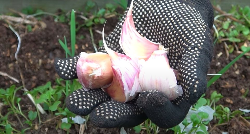 ��� �������� ������ ������: ������� �������� ������