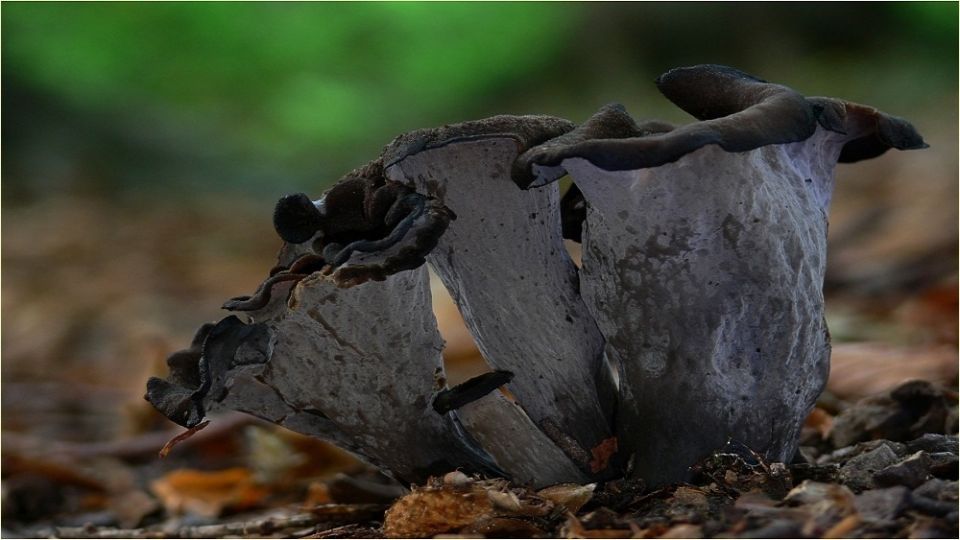 ���� ��������� ��������� �����: ������ ������� � ������� ���������