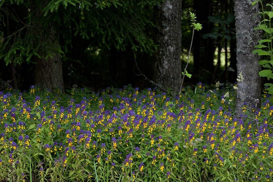 Растение-вампир с романтическим обманом: иван-да-марья в лесах России
