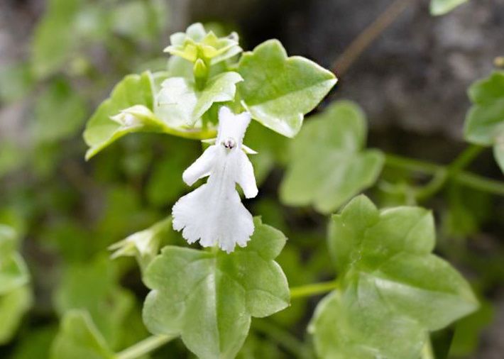 ���������� �������� � ����������: ����� ��������, �������� ��� ����� �� �����