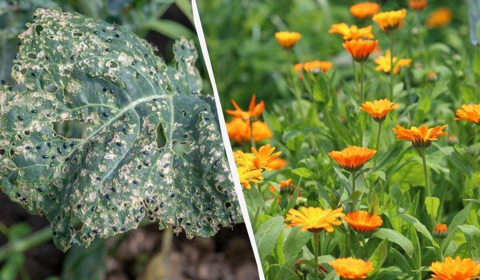 ��� �������� ������������� ������ �� ������� � �������: ����������� ������� ��� �����