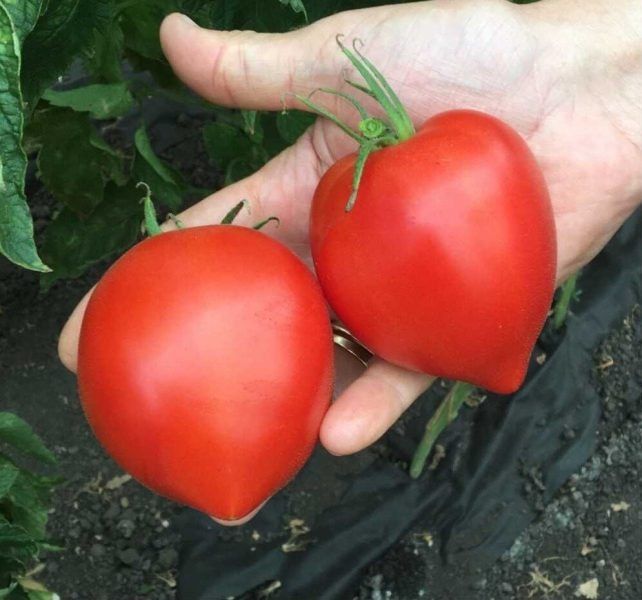 ����� ������: ������� ����������� � ����������� �����, ������� ��������