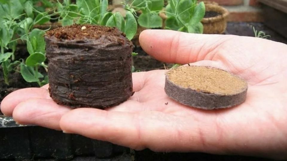 Простой путь к крепкой рассаде томатов без торфотаблеток