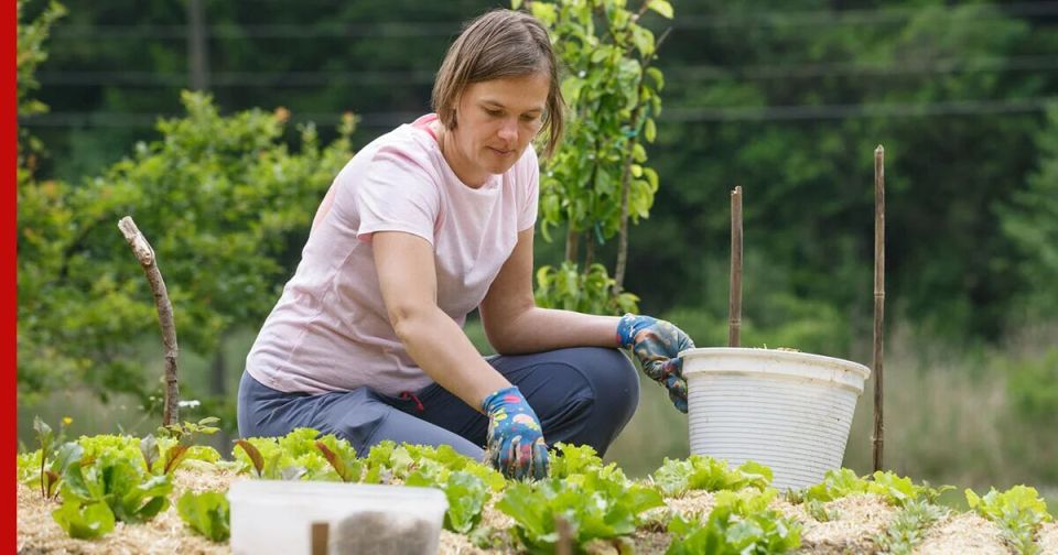 Новые правила на даче: что запрещено и что можно без бизнеса