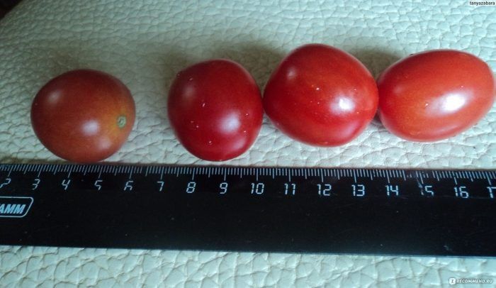 Томат Черри оливка: уютный компактный сорт для переработки и заготовок