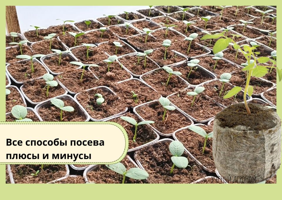 Как выбрать способ посева семян: практичный взгляд на грунт, кассеты, таблетки и другие методы