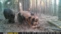 Целый лесной детский сад кабанят пожаловал на на съемку к фотоловушке Александра Соловьева