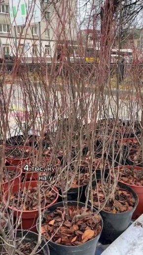Продолжается озеленение ул. Советской. Ранее она преобразилась благодаря красивым тротуарам, новой системе водоотведения и тактильной плитке для удобства слабовидящих пешеходов