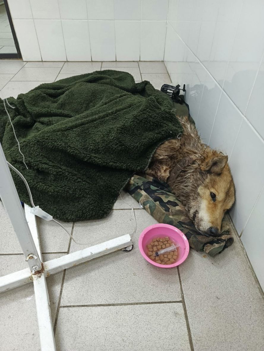 В селе Завьялово живодеры 5 лет издевались над собакой и в конце концов забили до смерти