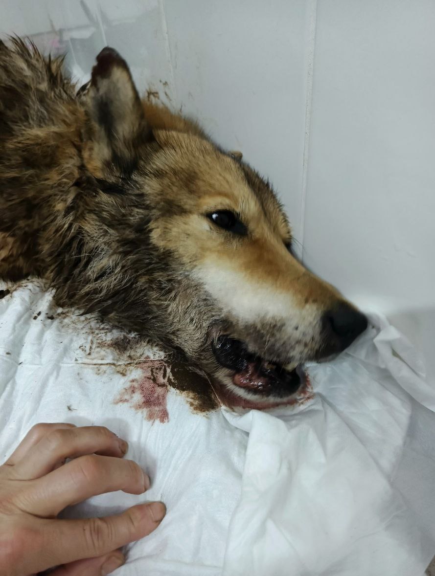 В селе Завьялово живодеры 5 лет издевались над собакой и в конце концов забили до смерти В селе Завьялово живодеры 5 лет издевались над собакой и в конце концов забили до смерти