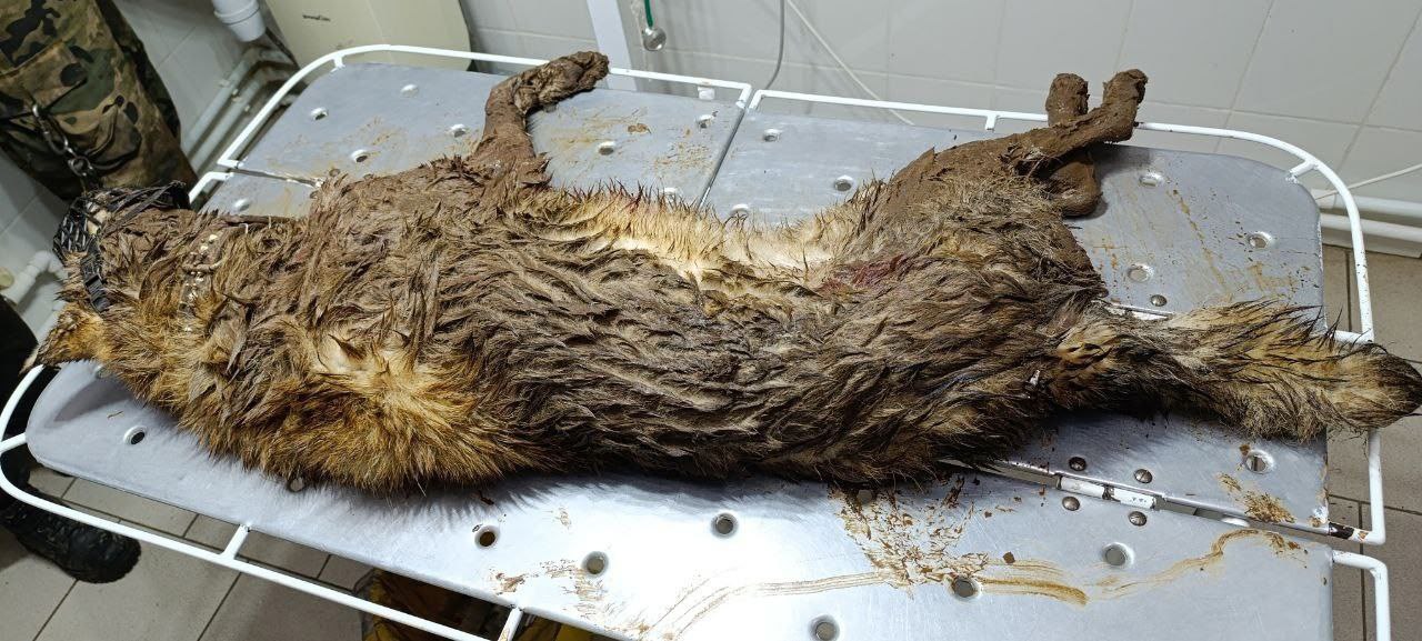 В селе Завьялово живодеры 5 лет издевались над собакой и в конце концов забили до смерти В селе Завьялово живодеры 5 лет издевались над собакой и в конце концов забили до смерти