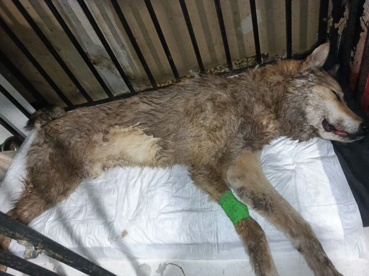 В селе Завьялово живодеры 5 лет издевались над собакой и в конце концов забили до смерти В селе Завьялово живодеры 5 лет издевались над собакой и в конце концов забили до смерти