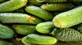 Секреты богатого урожая: лучшие сорта суперпучковых огурцов на 2025 год