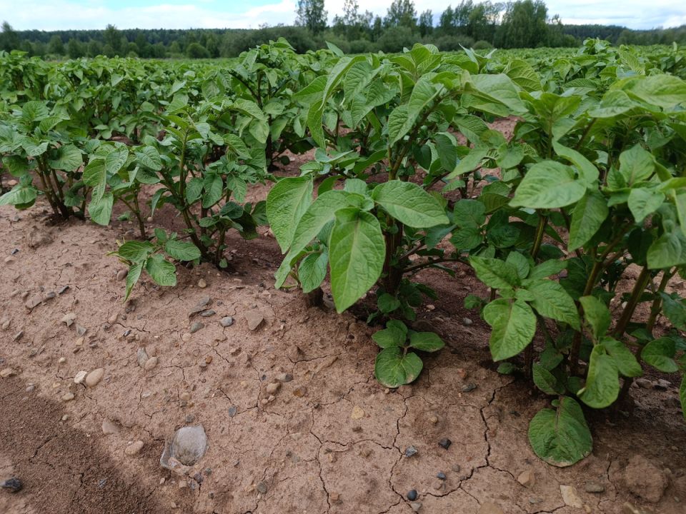 Подготовка картофеля к посадке: советы для вашего сада